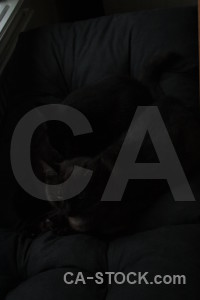 Cat animal black.
