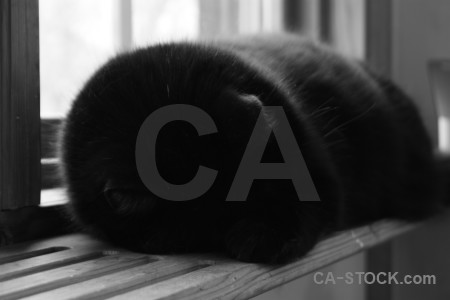 Cat animal black.