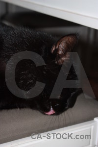 Cat animal black.