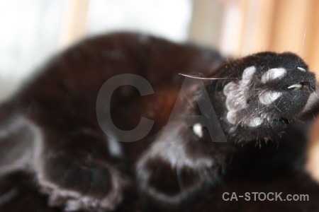 Cat animal white.