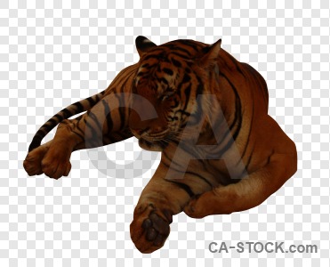 Cat tiger cut out transparent animal.