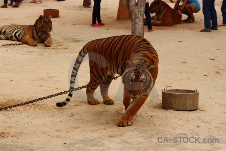 Cat wat pa luangta maha bua yannasampanno animal chain thailand.