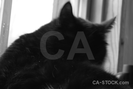 Cat white black animal.