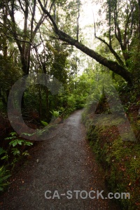 Catlins forest new zealand furn south island.