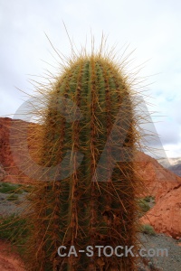 Cerro de los siete colores cactus sky cliff plant.