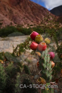 Cerro de los siete colores mountain cactus argentina south america.