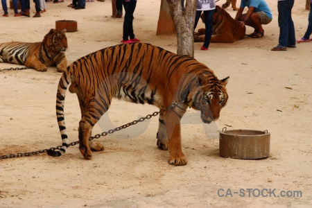 Chain southeast asia cat wat pha luang ta bua thailand.