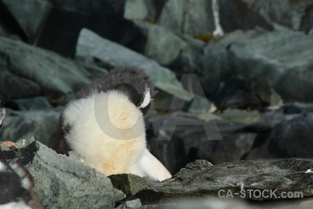 Chick antarctic peninsula animal penguin wilhelm archipelago.