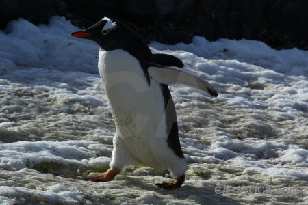 Chick antarctica cruise gentoo penguin ice.