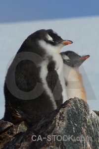 Chick antarctica gentoo day 8 animal.