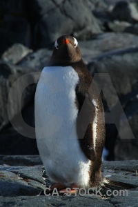 Chick day 8 antarctica animal rock.