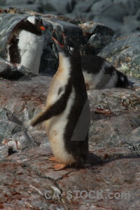 Chick rock petermann island gentoo animal.