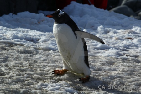 Chick snow antarctica cruise south pole rock.