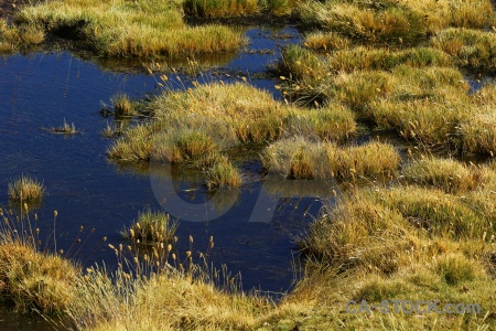 Chile el tatio andes altitude grass.