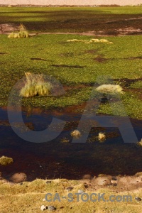 Chile grass atacama desert andes lake.