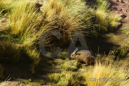 Chinchilla el tatio south america grass atacama desert.