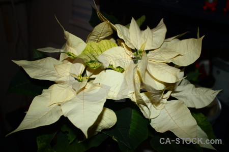 Christmas plant black flower.