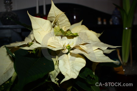 Christmas plant flower black.