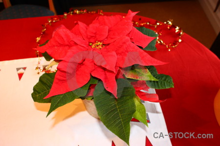 Christmas red green plant flower.