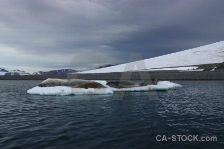 Cloud bellingshausen sea ice antarctica cruise animal.