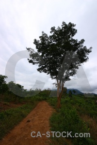 Cloud luang prabang mountain jungle laos.