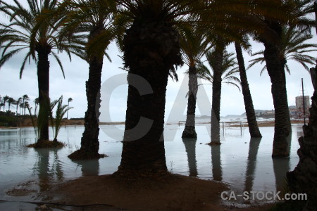 Cloud palm tree europe arenal javea.