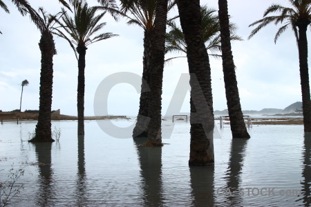 Cloud palm tree javea spain sea.