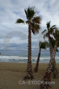 Cloud palm tree sky javea spain.