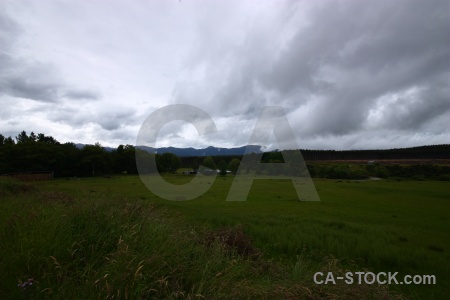 Cloud tree landscape grass sky.