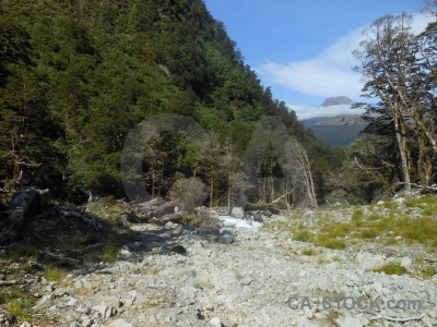 Cloud tree rock new zealand south island.