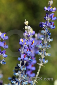 Colca canyon altitude plant andes flower.