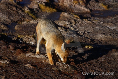 Culpeo andes south america animal chile.