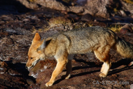 Culpeo fox south america andes atacama desert.