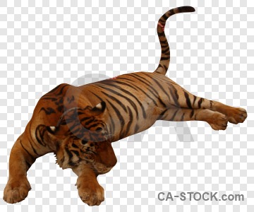 Cut out animal tiger cat transparent.