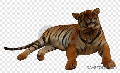 Cut out animal transparent tiger cat.