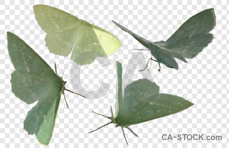 Cut out transparent animal insect butterfly.