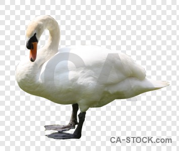 Cut out transparent bird animal swan.