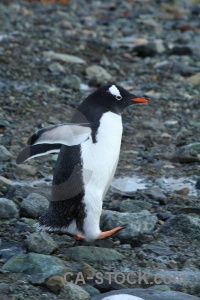 Day 10 antarctic peninsula antarctica dorian bay south pole.