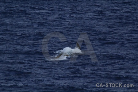 Day 4 drake passage antarctica cruise water sea.