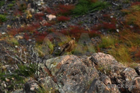 Day 4 falcon patagonia torres del paine animal.