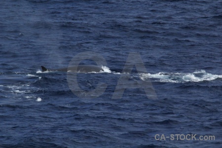 Day 4 sea antarctica cruise animal water.