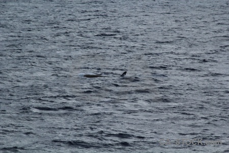 Day 4 water drake passage sea whale.