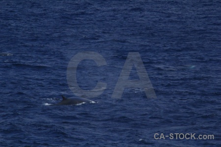 Day 4 water whale sea drake passage.
