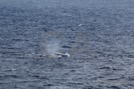 Day 4 whale animal antarctica cruise spray.