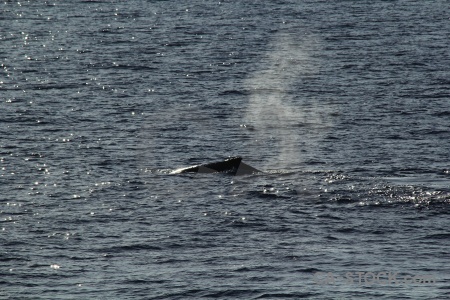 Day 5 antarctica cruise whale south pole bellingshausen sea.