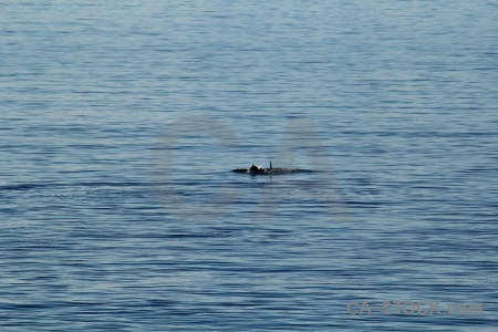 Day 6 animal antarctic peninsula south pole whale.