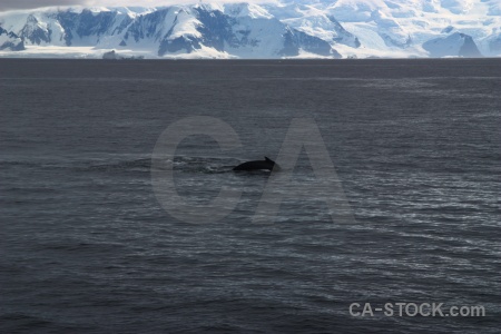 Day 6 animal marguerite bay mountain antarctica cruise.