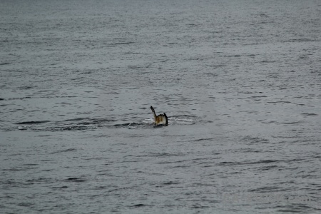 Day 6 antarctic peninsula adelaide island animal antarctica.