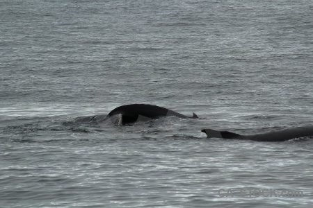 Day 6 antarctica antarctic peninsula adelaide island whale.