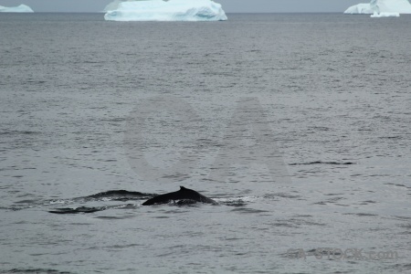 Day 6 marguerite bay antarctica cruise south pole whale.